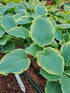 Hosta 'American Halo' - New Forest Hostas & Hemerocallis