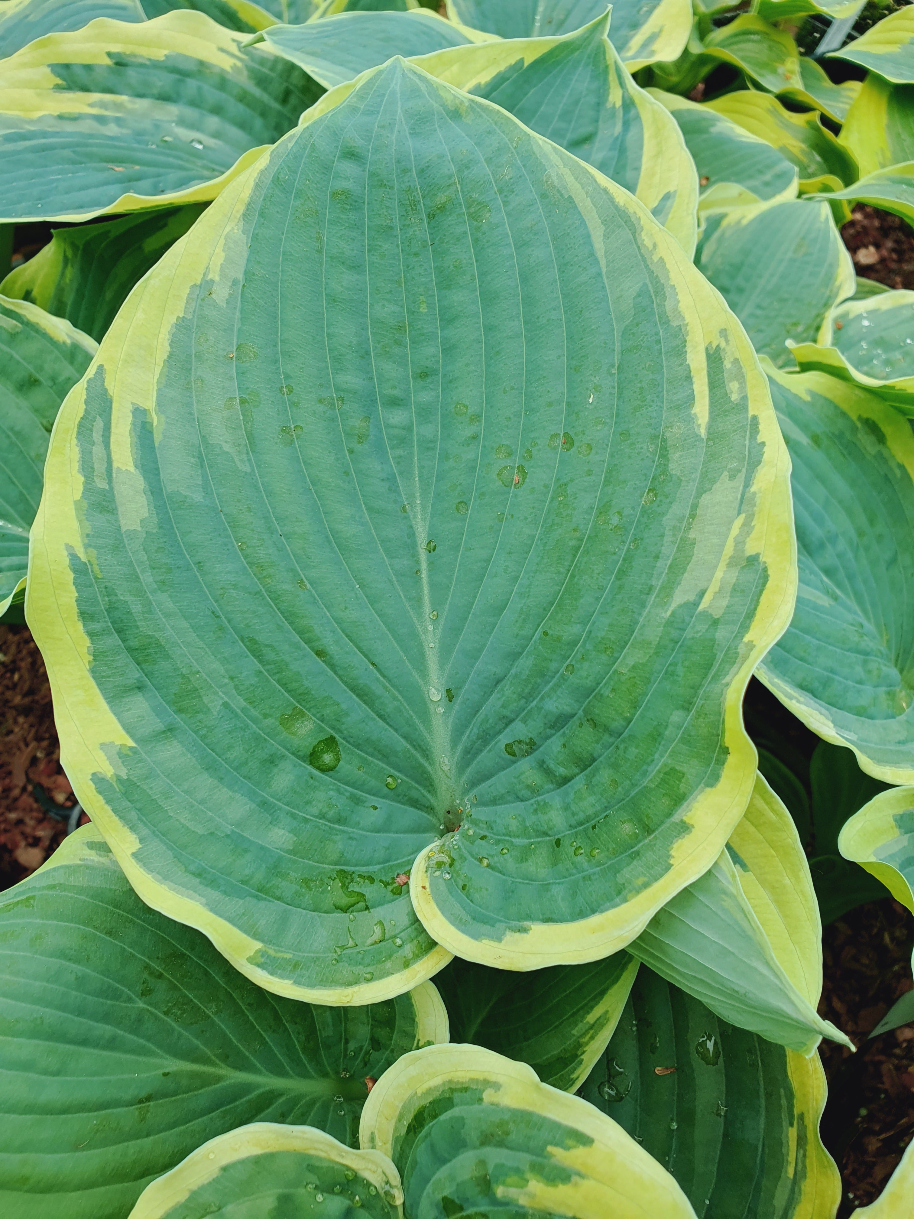 Hosta 'American Halo' - New Forest Hostas & Hemerocallis