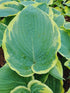 Hosta 'American Halo' - New Forest Hostas & Hemerocallis