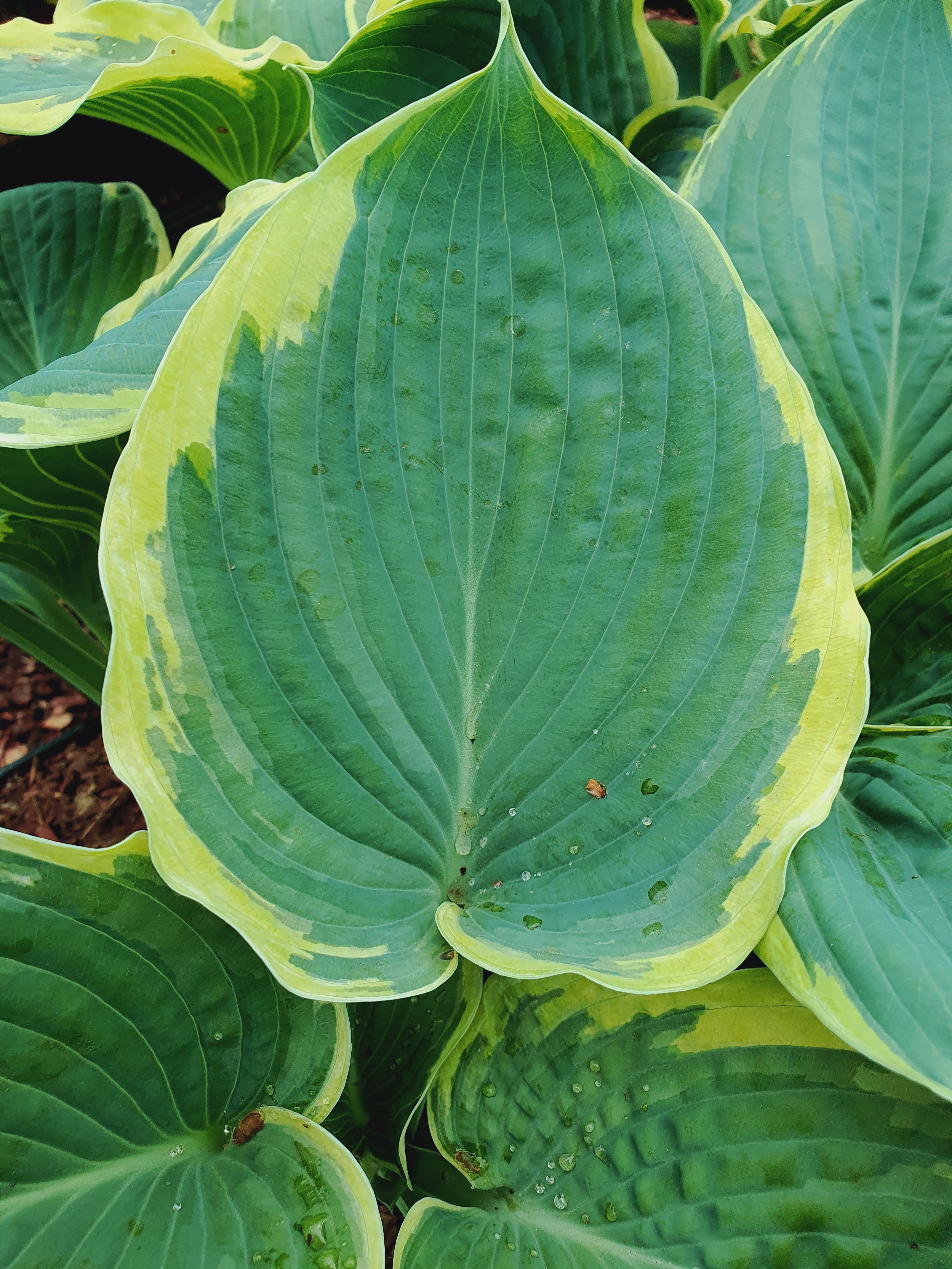 Hosta 'American Halo' - New Forest Hostas & Hemerocallis