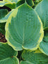 Hosta 'American Halo' - New Forest Hostas & Hemerocallis