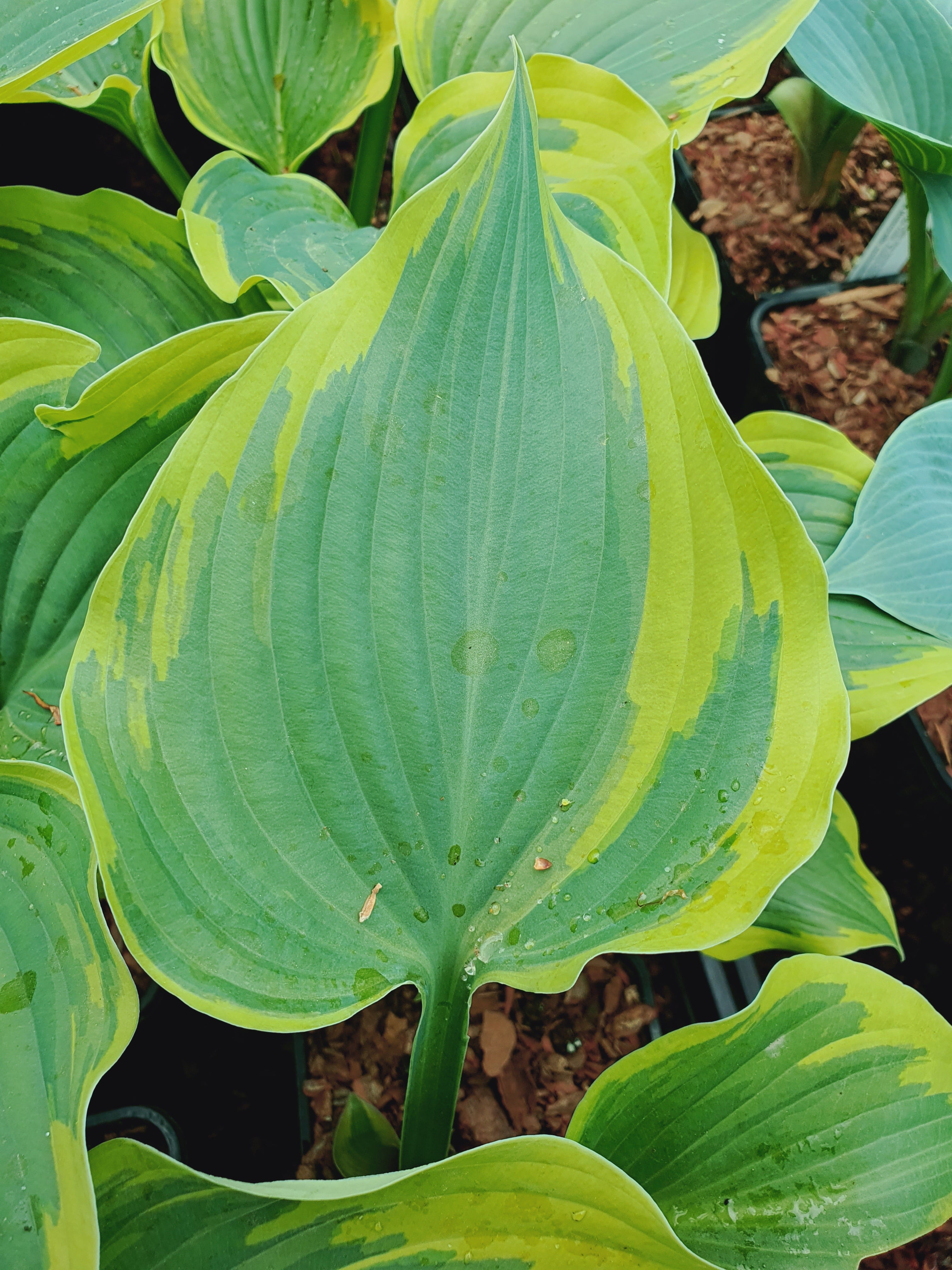 Hosta 'Broad Band' - New Forest Hostas & Hemerocallis