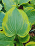 Hosta 'Broad Band' - New Forest Hostas & Hemerocallis