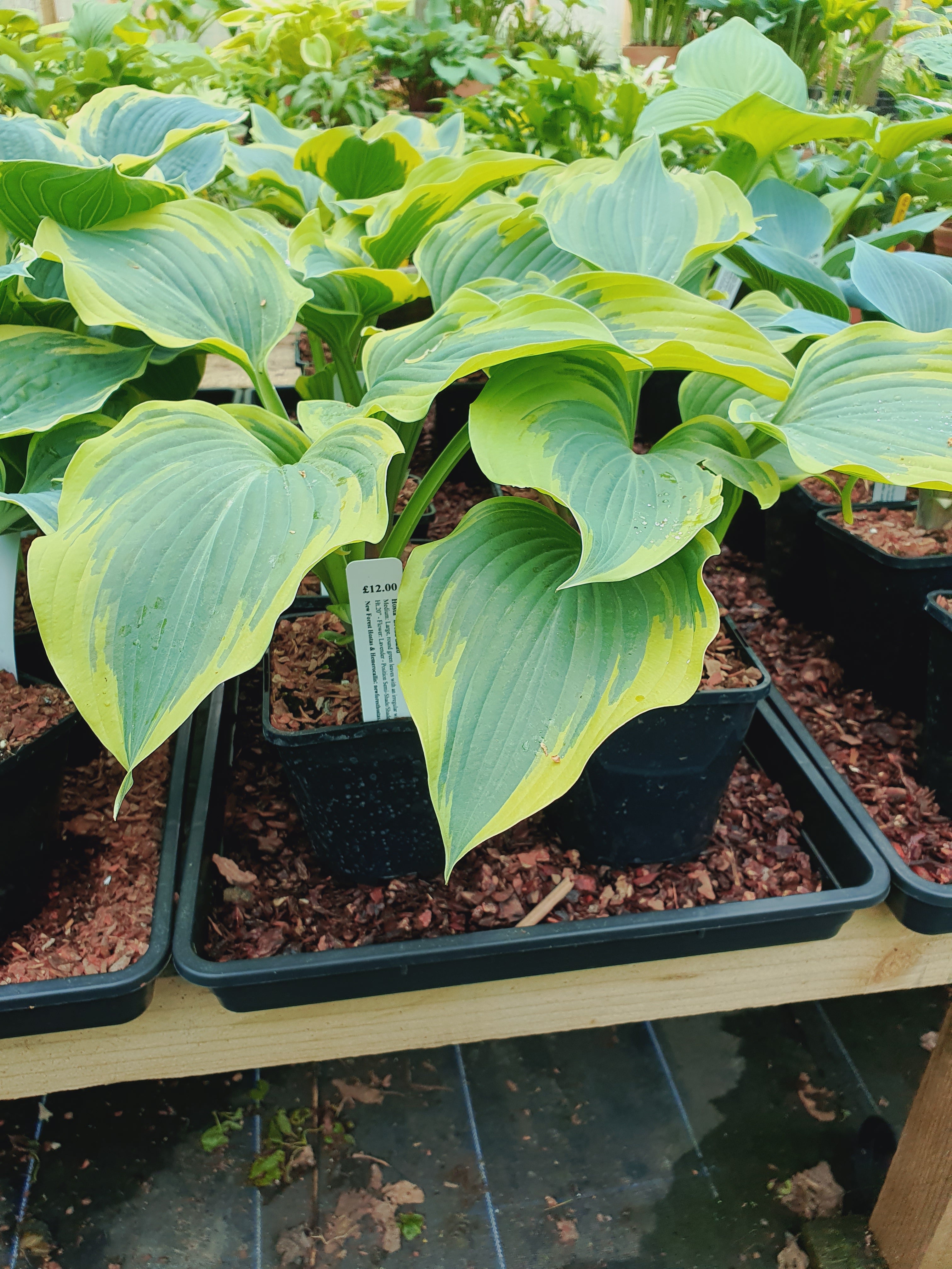 Hosta 'Broad Band' - New Forest Hostas & Hemerocallis