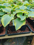 Hosta 'Broad Band' - New Forest Hostas & Hemerocallis
