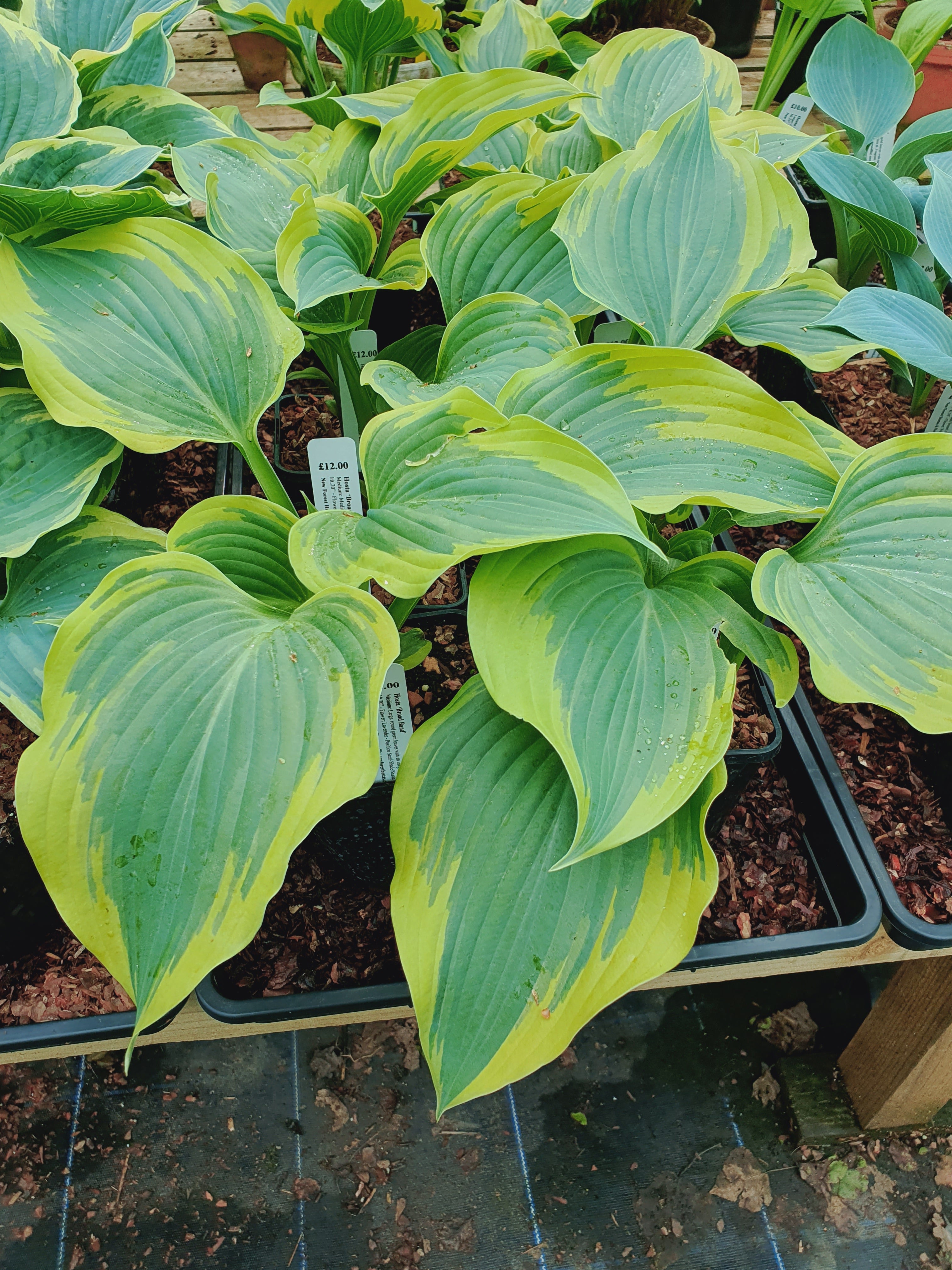Hosta 'Broad Band' - New Forest Hostas & Hemerocallis