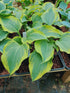 Hosta 'Broad Band' - New Forest Hostas & Hemerocallis