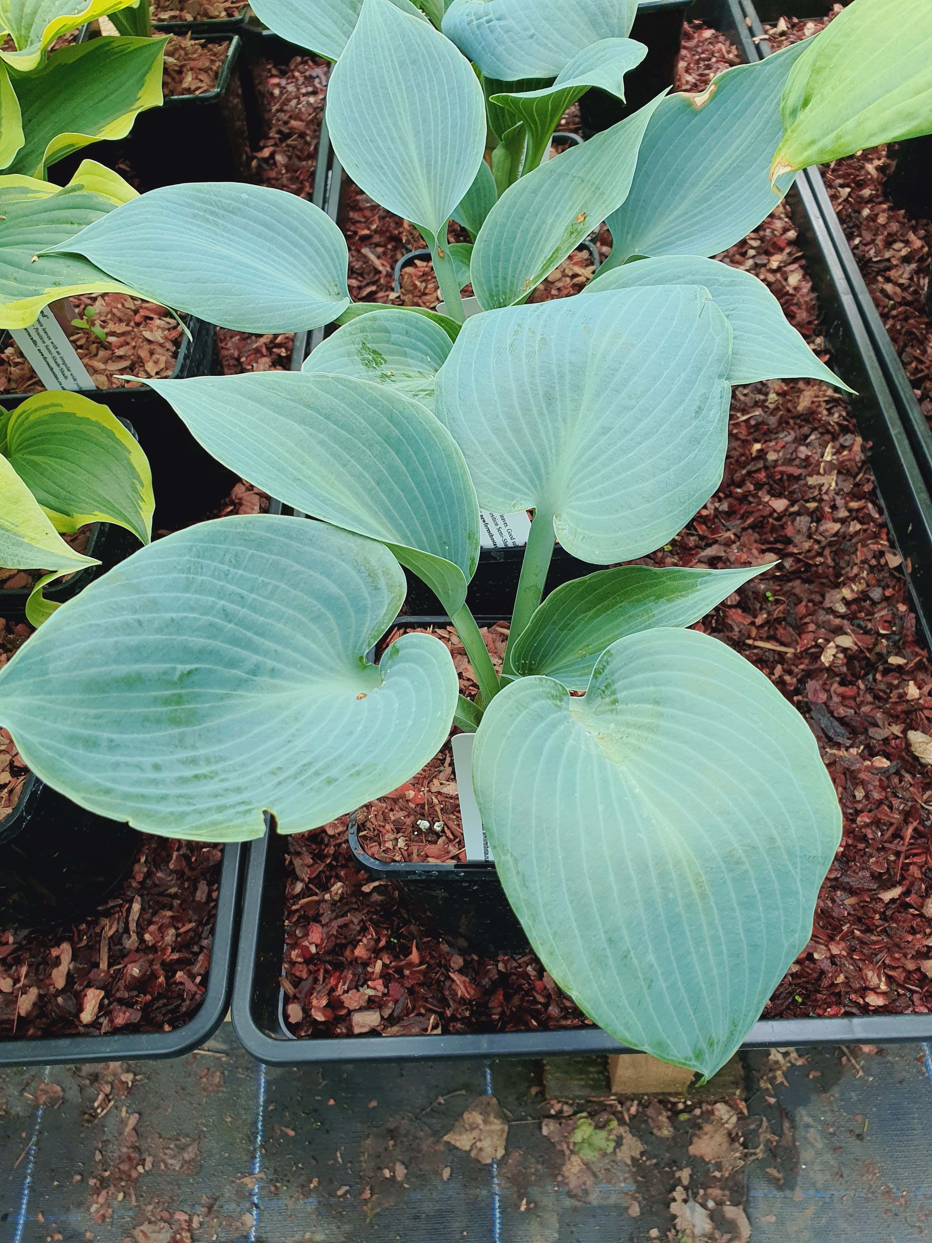 Hosta 'Bulletproof' - New Forest Hostas & Hemerocallis