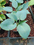 Hosta 'Bulletproof' - New Forest Hostas & Hemerocallis