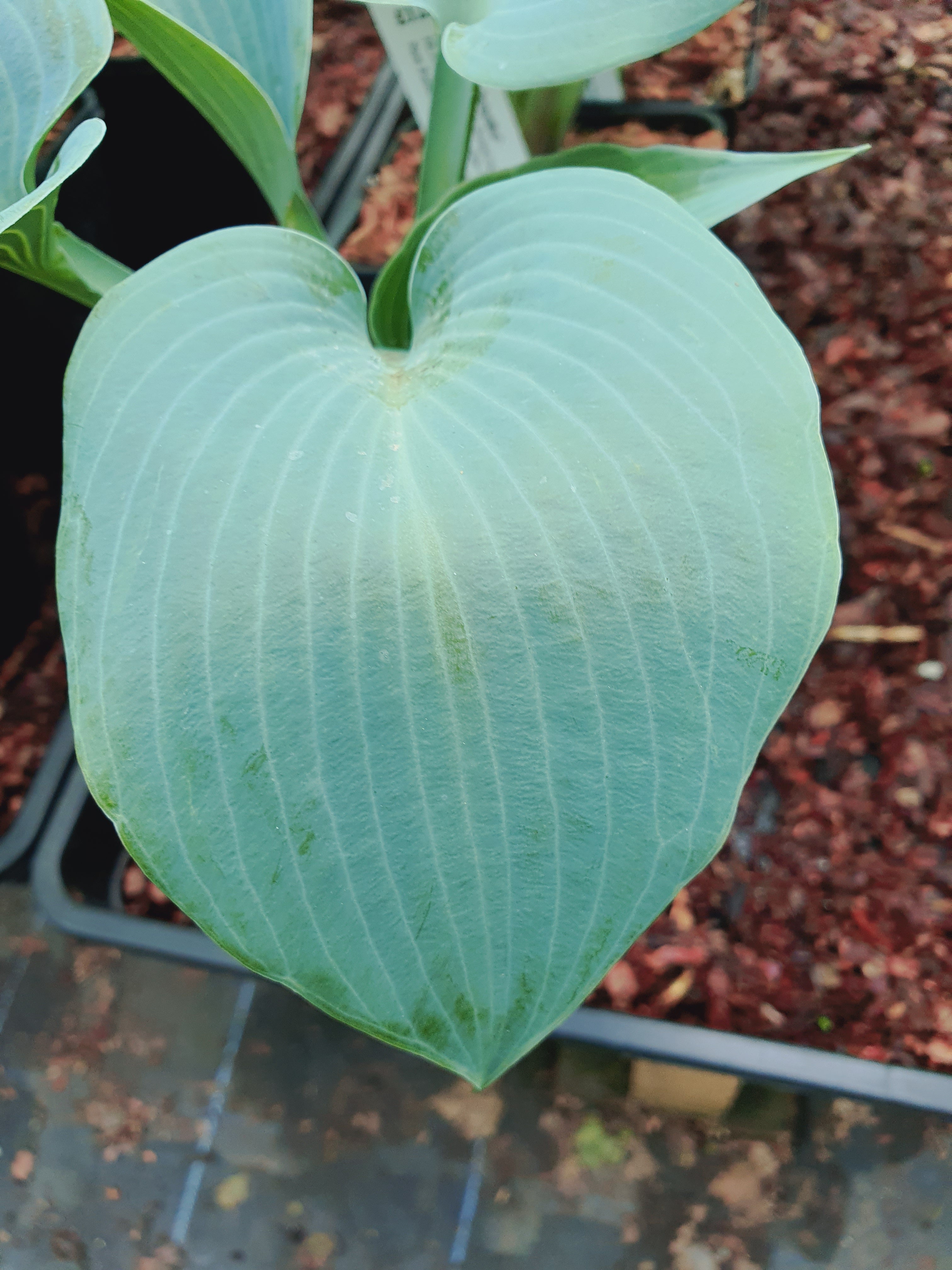 Hosta 'Bulletproof' - New Forest Hostas & Hemerocallis
