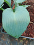 Hosta 'Bulletproof' - New Forest Hostas & Hemerocallis