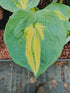 Hosta 'Dream Queen' - New Forest Hostas & Hemerocallis