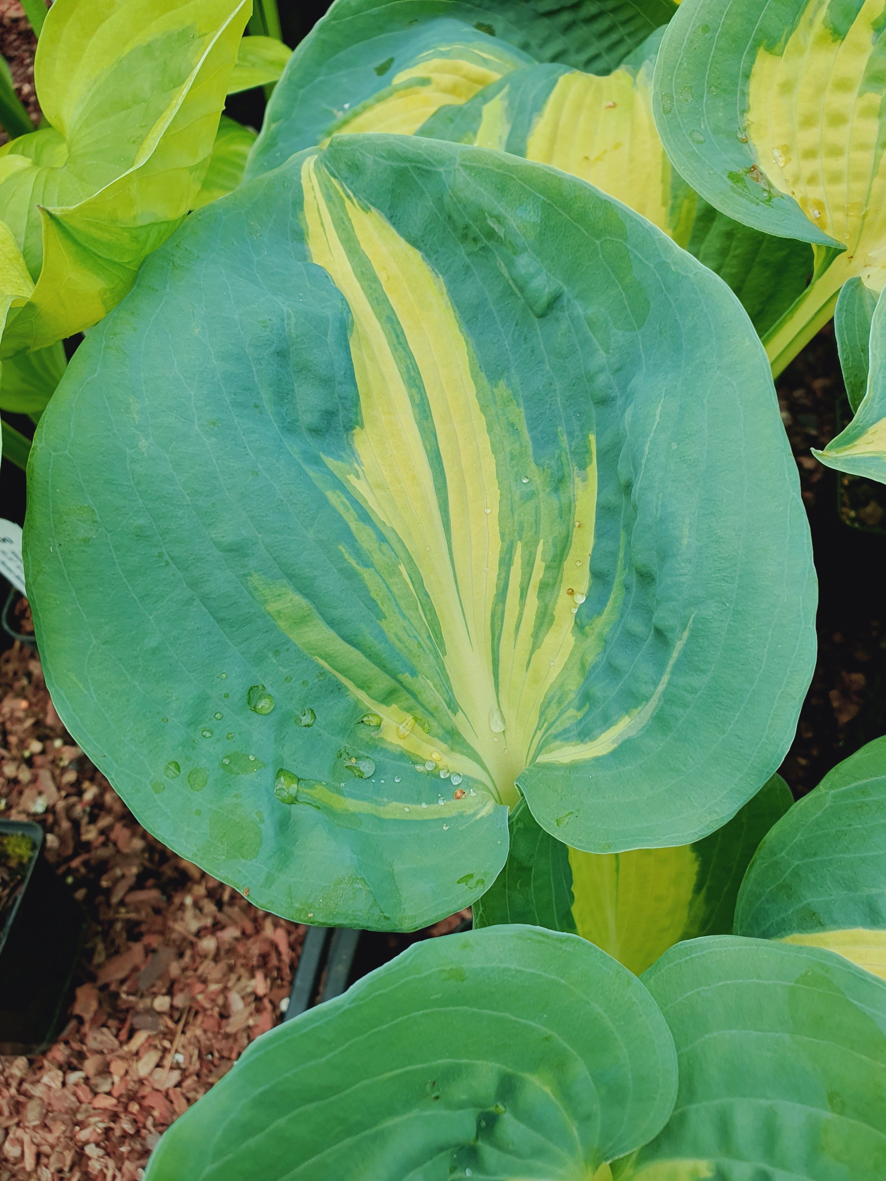 Hosta 'Dream Queen' - New Forest Hostas & Hemerocallis