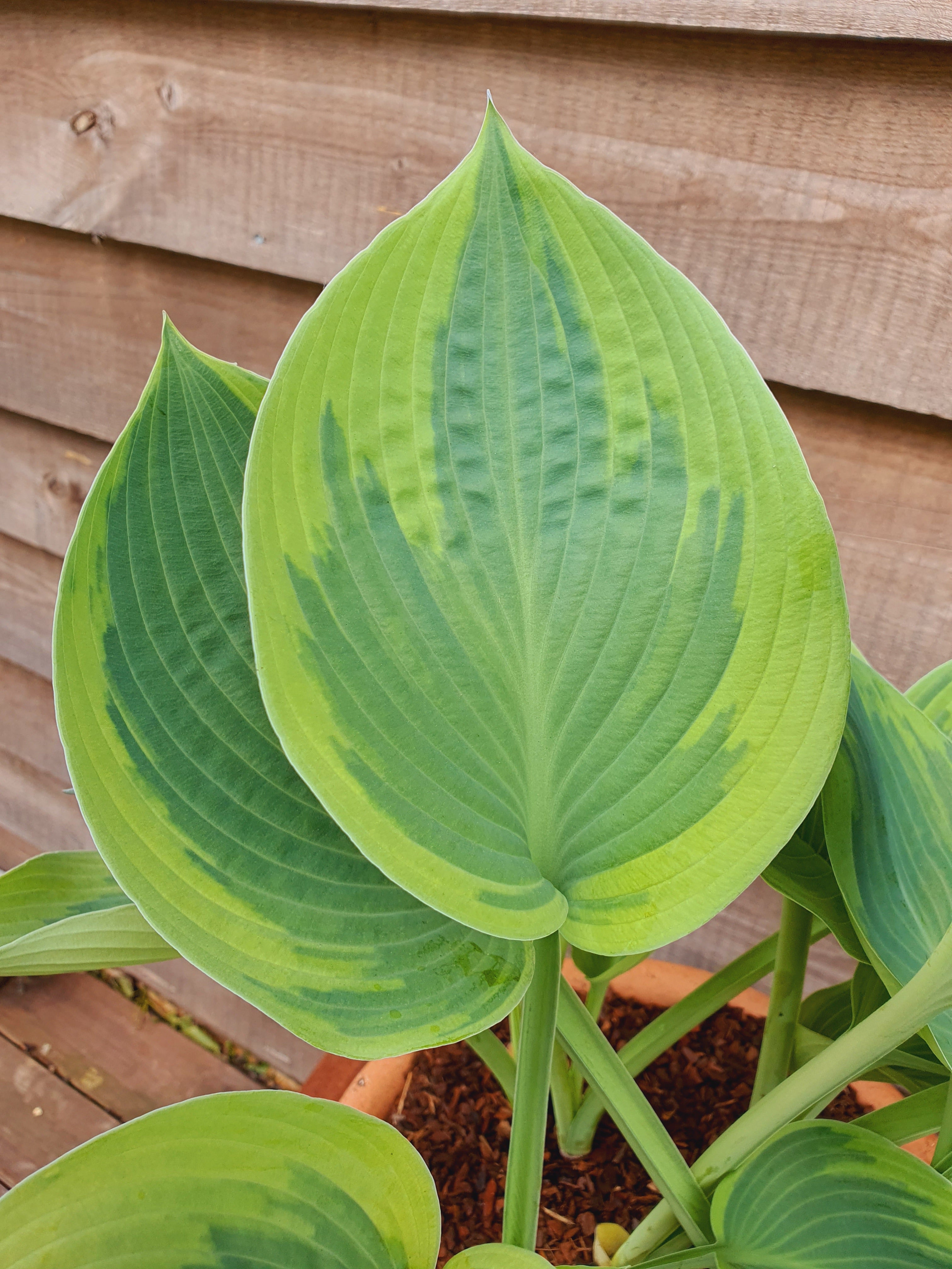 Hosta 'Alex Summers' - New Forest Hostas & Hemerocallis