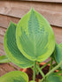Hosta 'Alex Summers' - New Forest Hostas & Hemerocallis