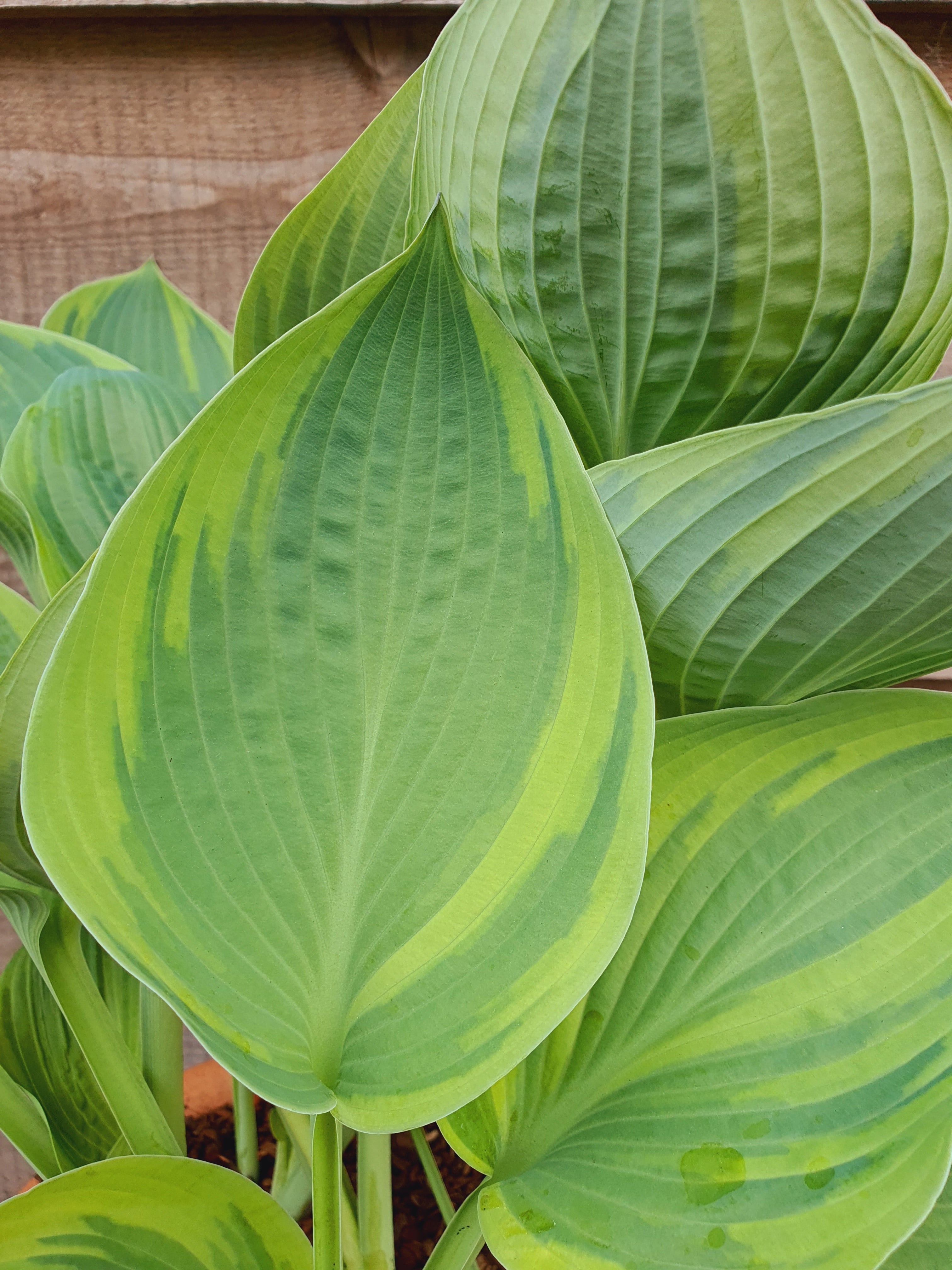 Hosta 'Alex Summers' - New Forest Hostas & Hemerocallis