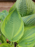 Hosta 'Alex Summers' - New Forest Hostas & Hemerocallis
