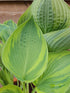 Hosta 'Alex Summers' - Larger Specimens - New Forest Hostas & Hemerocallis