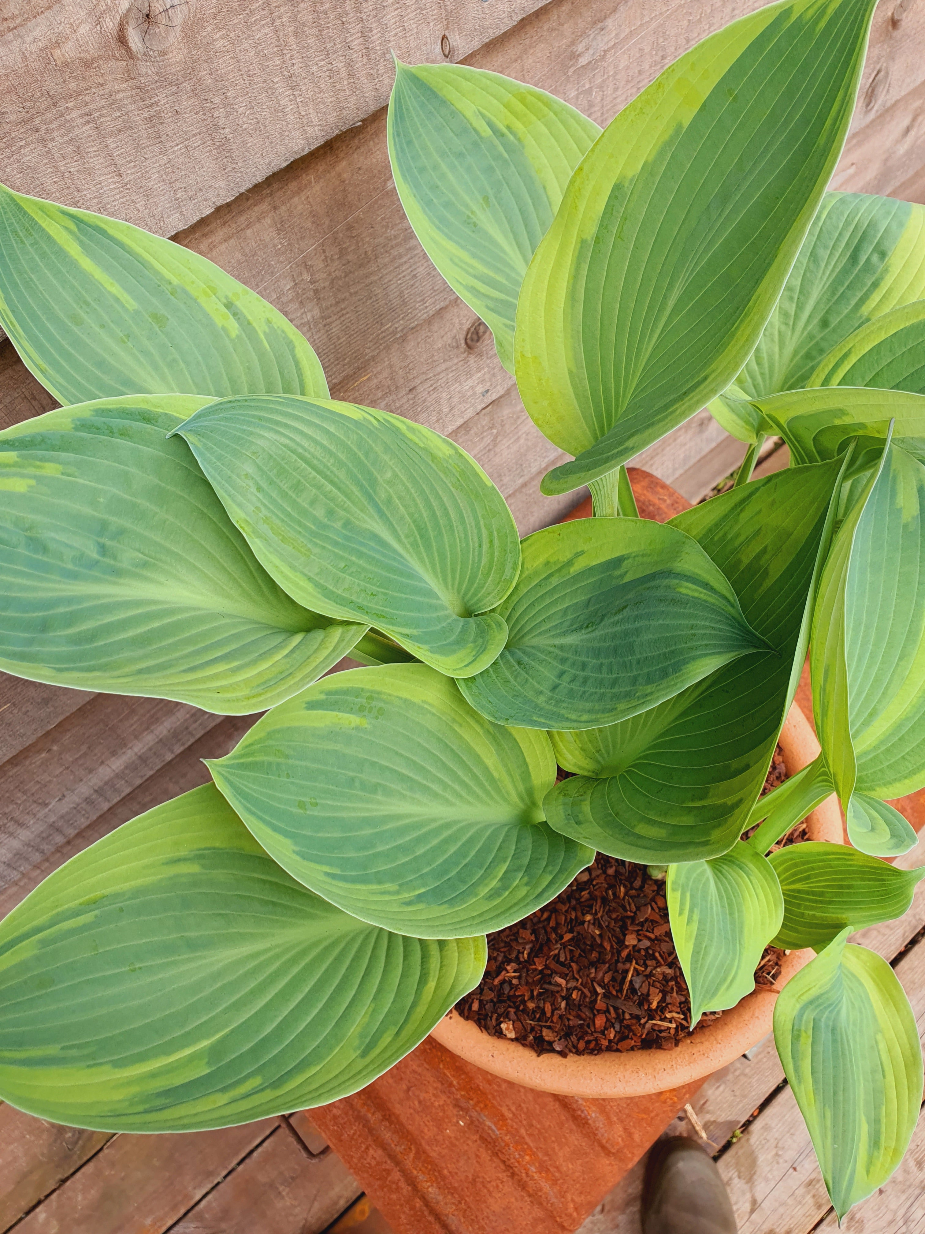 Hosta 'Alex Summers' - New Forest Hostas & Hemerocallis