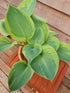 Hosta 'Alex Summers' - New Forest Hostas & Hemerocallis
