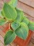 Hosta 'Alex Summers' - Larger Specimens - New Forest Hostas & Hemerocallis