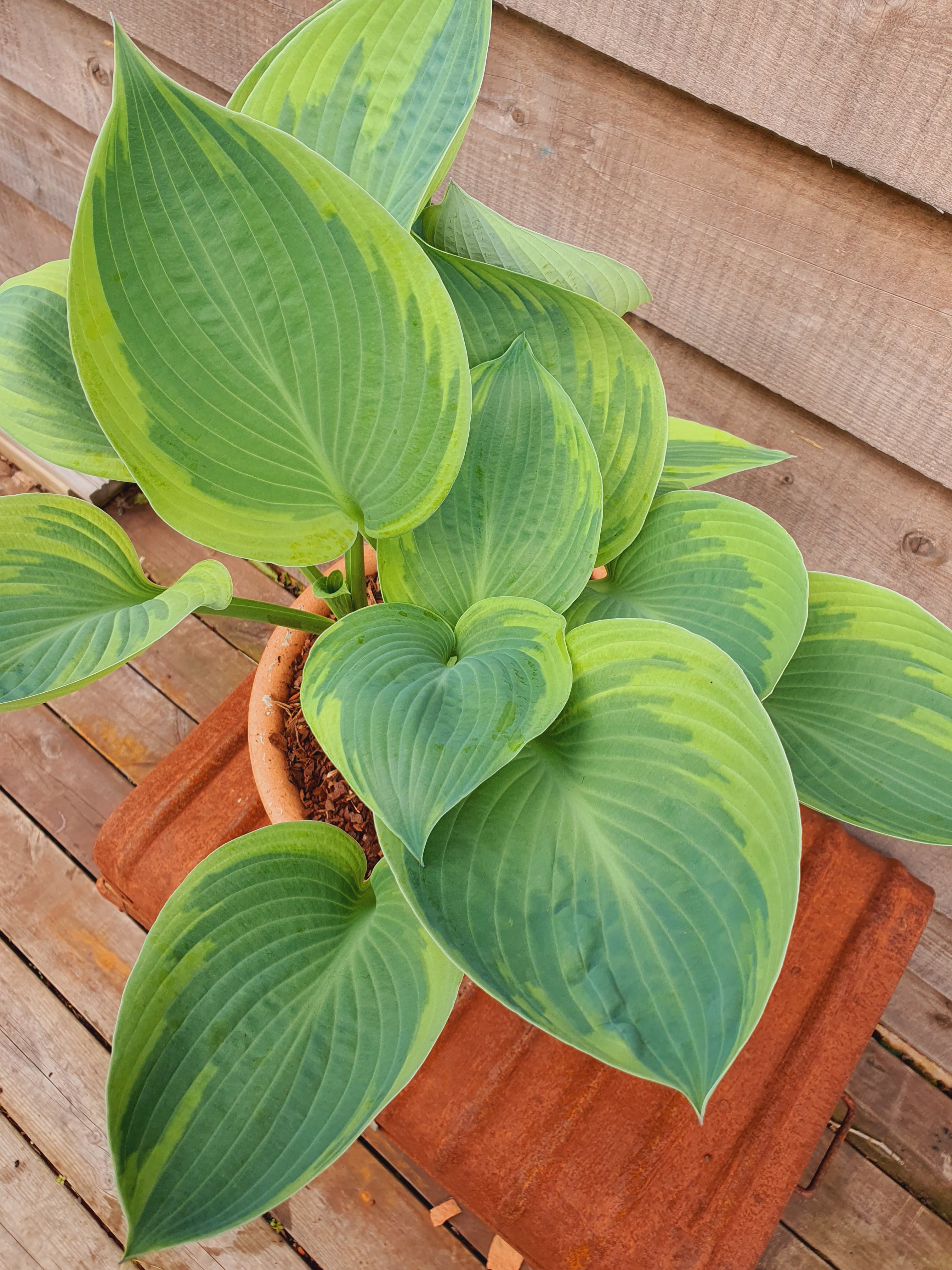 Hosta 'Alex Summers' - New Forest Hostas & Hemerocallis