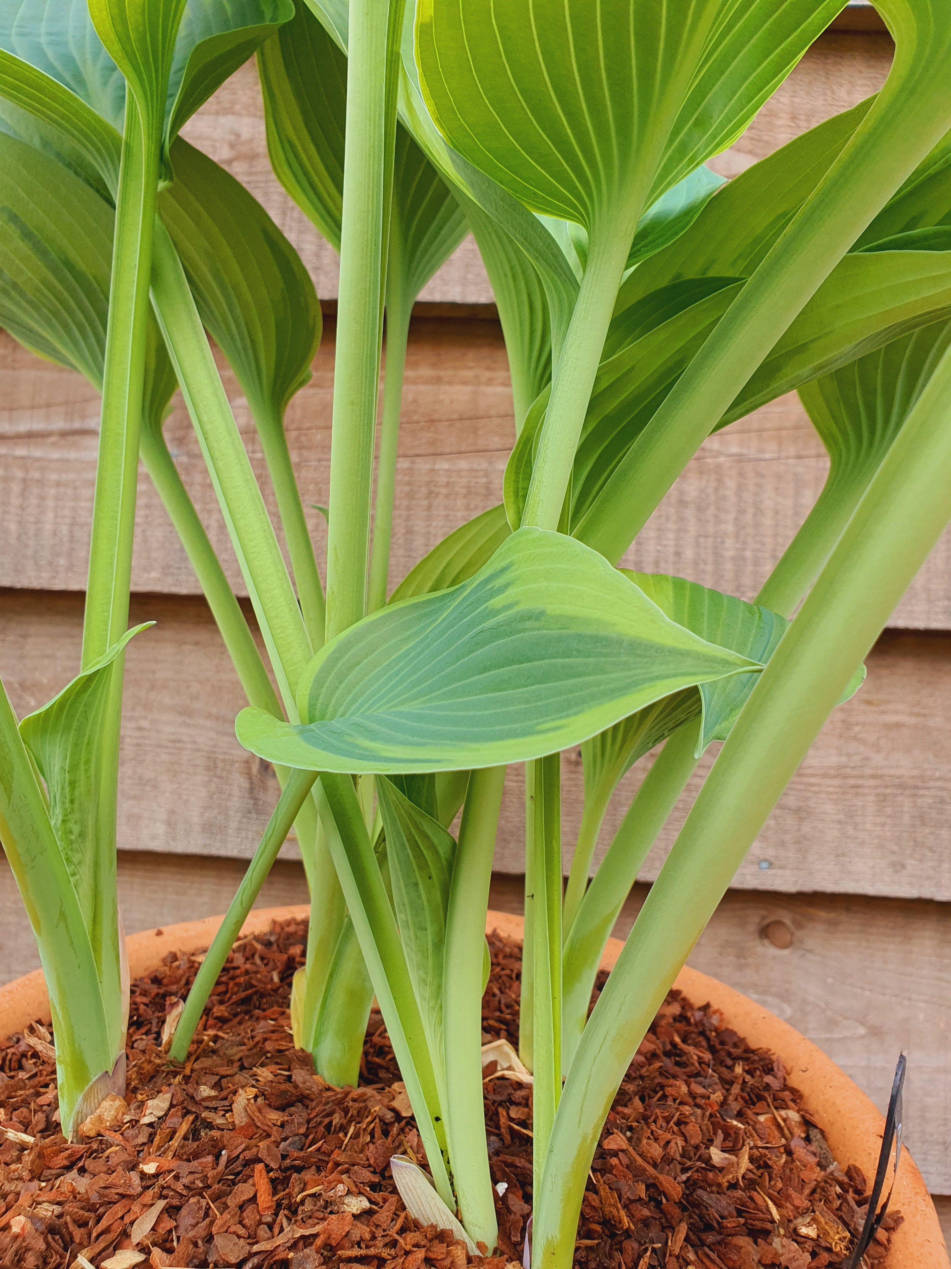 Hosta 'Alex Summers' - New Forest Hostas & Hemerocallis