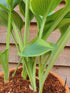 Hosta 'Alex Summers' - New Forest Hostas & Hemerocallis
