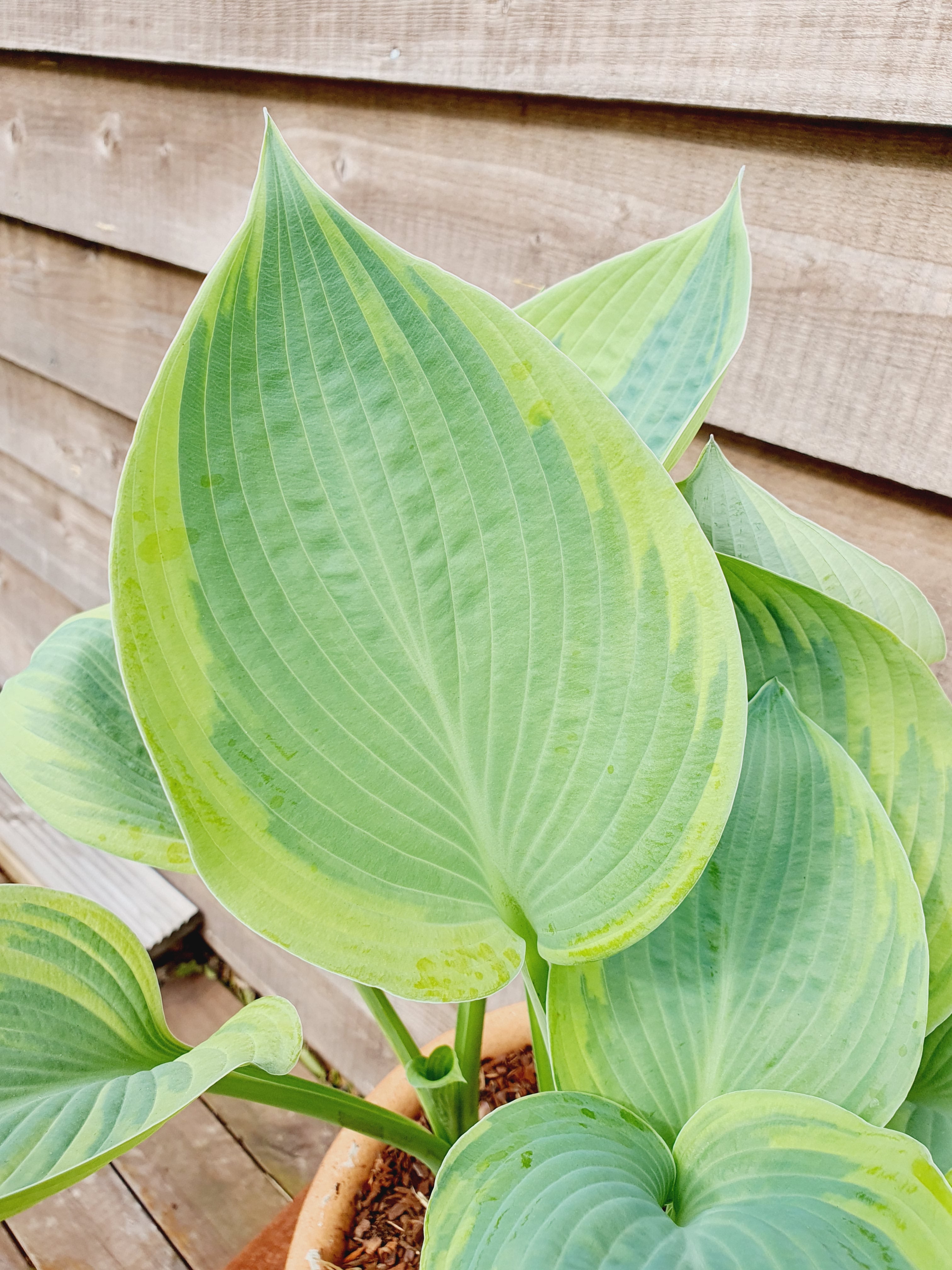 Hosta 'Alex Summers' - New Forest Hostas & Hemerocallis