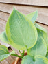 Hosta 'Alex Summers' - New Forest Hostas & Hemerocallis