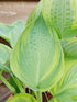 Hosta 'Alex Summers' - New Forest Hostas & Hemerocallis