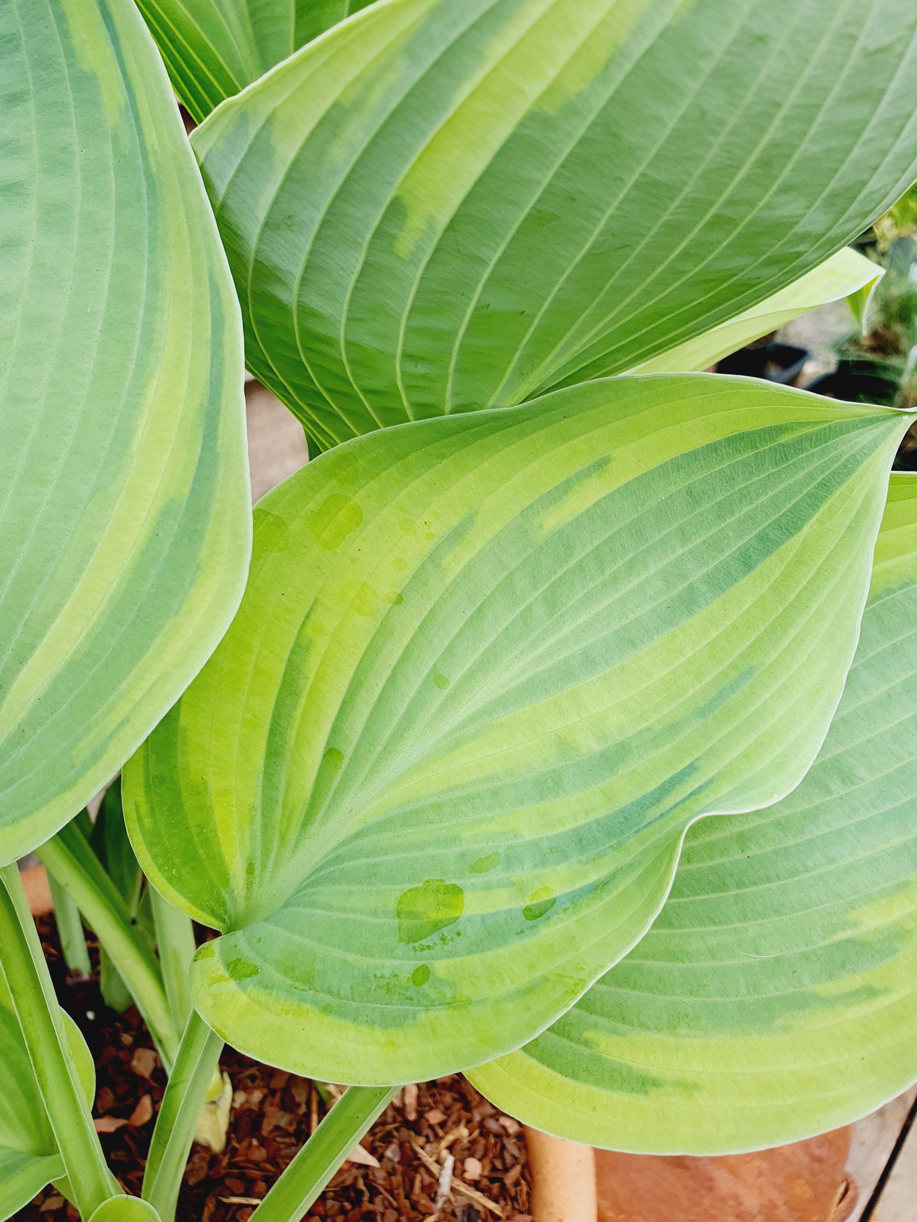 Hosta 'Alex Summers' - New Forest Hostas & Hemerocallis