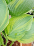 Hosta 'Alex Summers' - New Forest Hostas & Hemerocallis