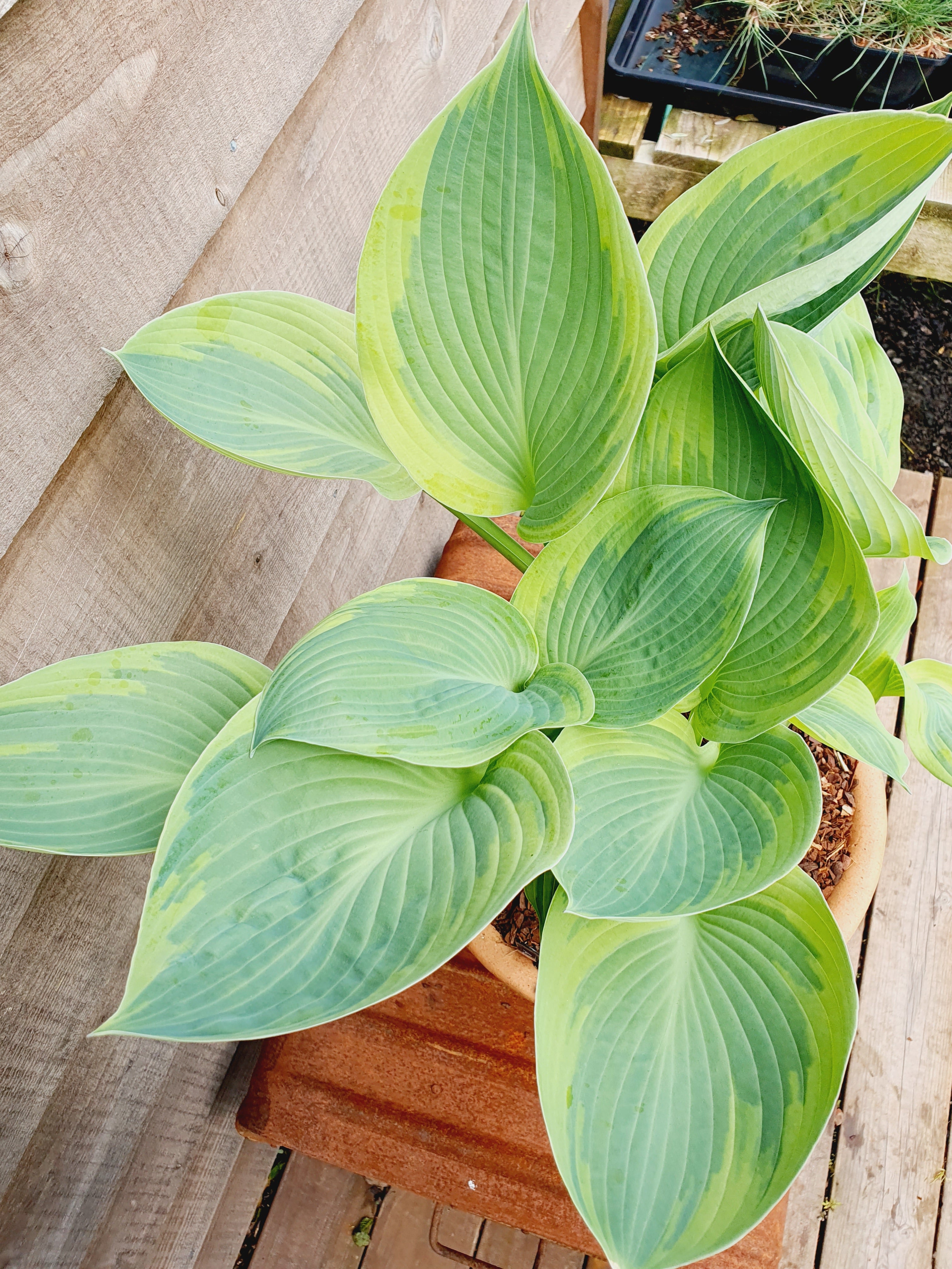 Hosta 'Alex Summers' - New Forest Hostas & Hemerocallis