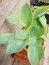 Hosta 'Alex Summers' - Larger Specimens - New Forest Hostas & Hemerocallis