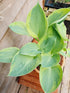 Hosta 'Alex Summers' - New Forest Hostas & Hemerocallis
