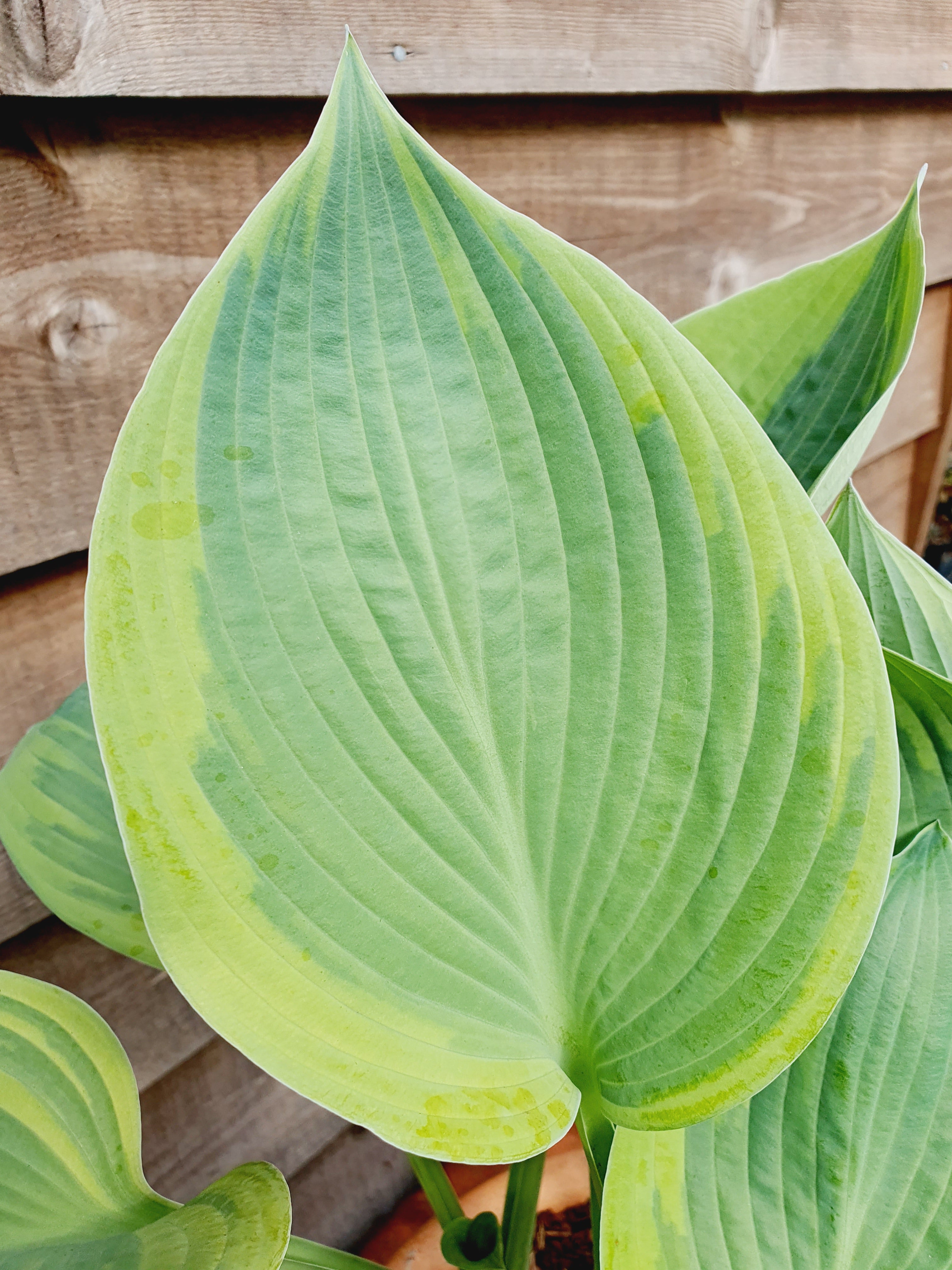 Hosta 'Alex Summers' - New Forest Hostas & Hemerocallis