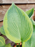 Hosta 'Alex Summers' - New Forest Hostas & Hemerocallis