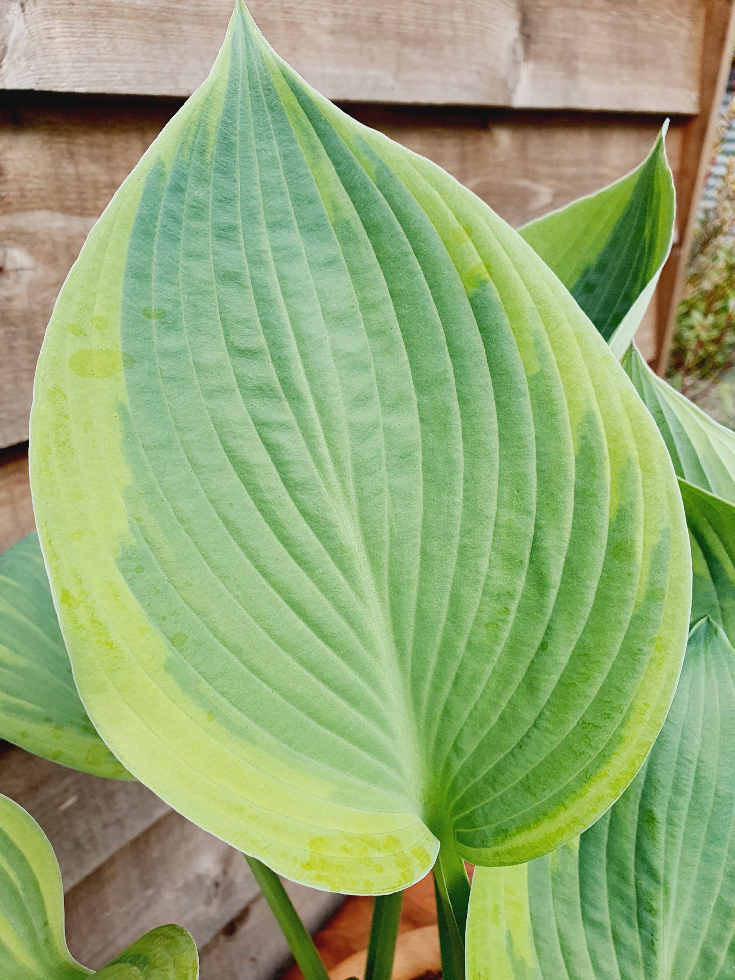 Hosta 'Alex Summers' - New Forest Hostas & Hemerocallis