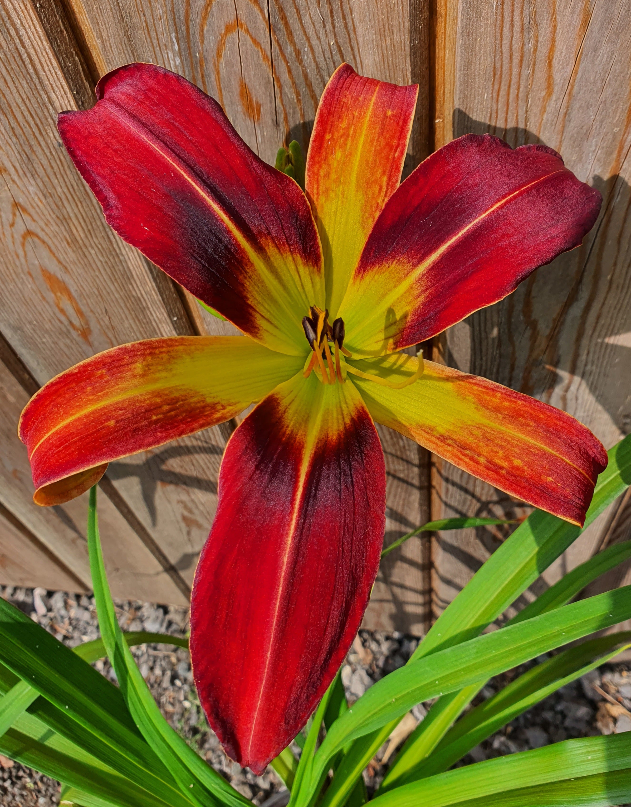Hemerocallis 'Christmas Tidings' - New Forest Hostas & Hemerocallis