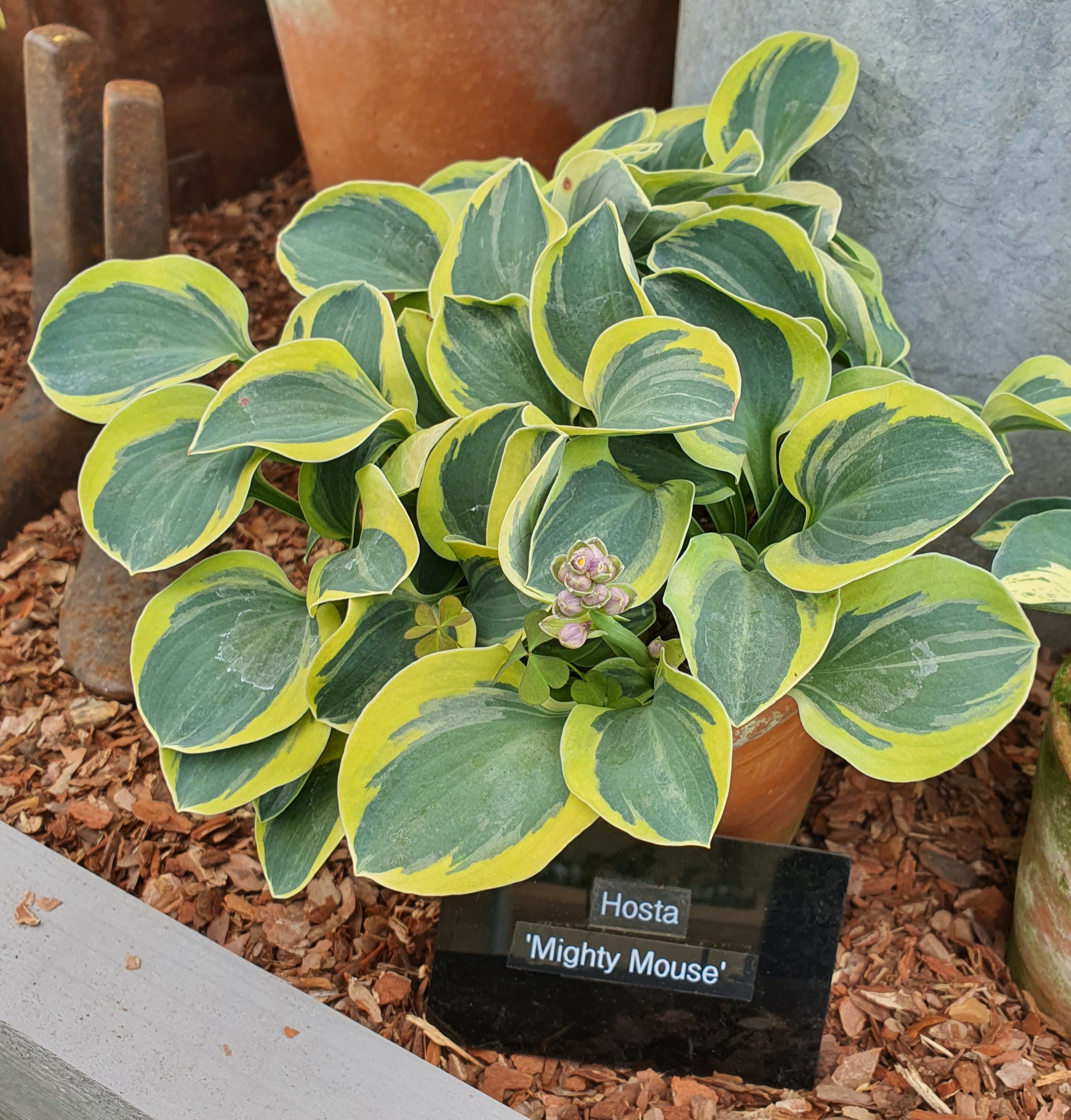Hosta 'Mighty Mouse' - New Forest Hostas & Hemerocallis