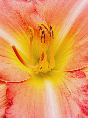 Hemerocallis 'Farmer's Daughter' - New Forest Hostas & Hemerocallis