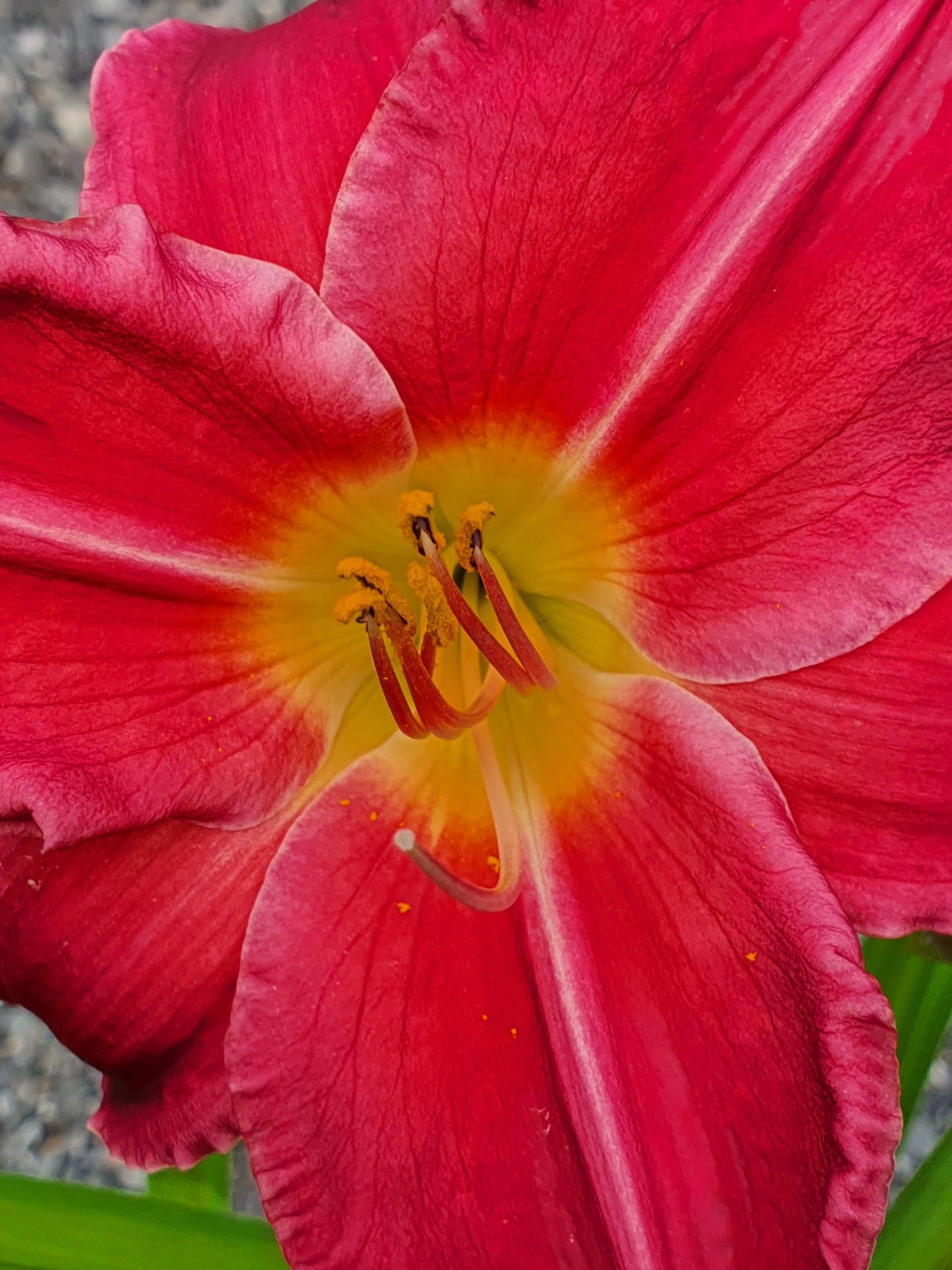 Hemerocallis 'Charles Johnston' - New Forest Hostas & Hemerocallis