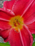 Hemerocallis 'Charles Johnston' - New Forest Hostas & Hemerocallis