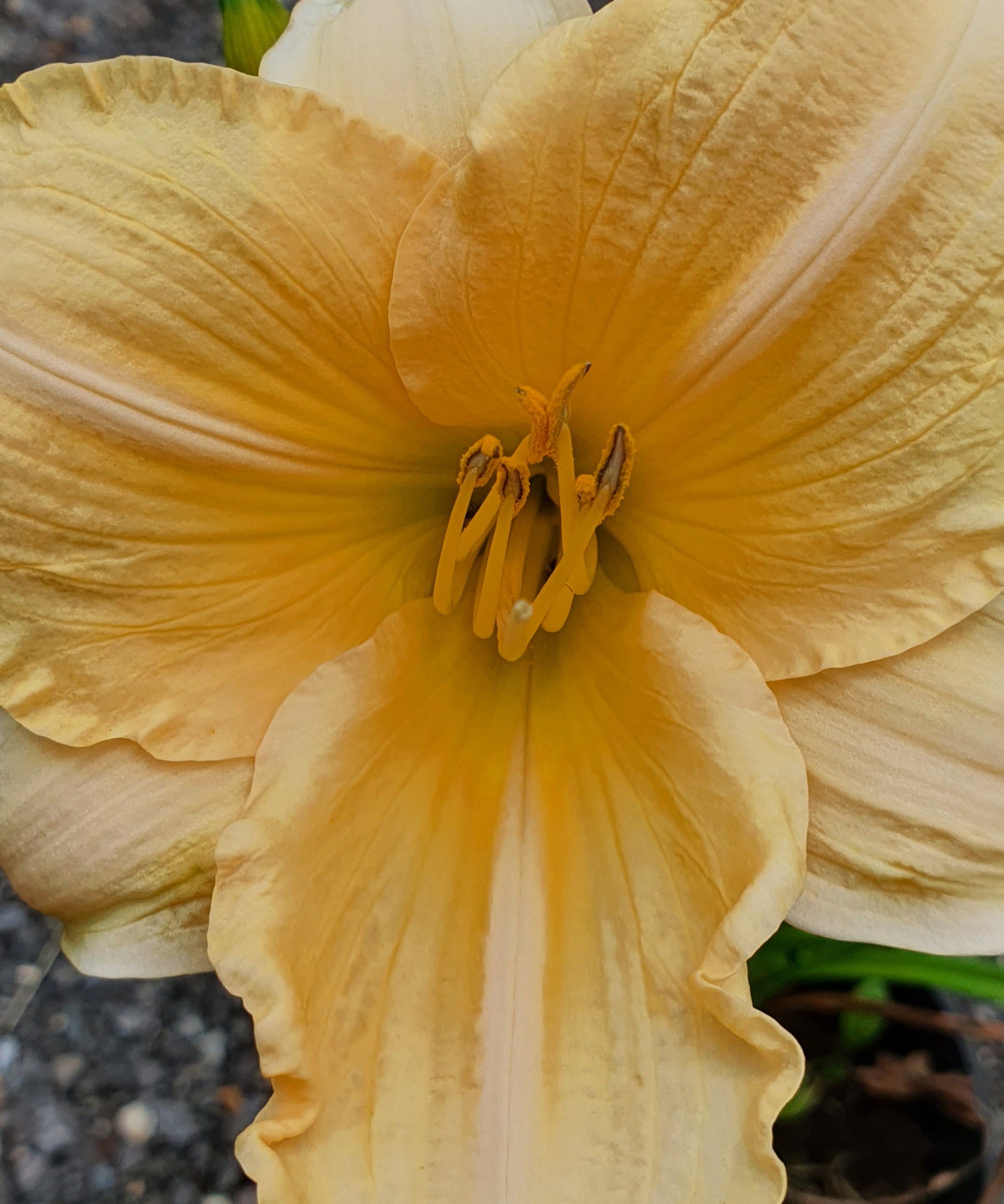 Hemerocallis 'Bunny Puff' - New Forest Hostas & Hemerocallis