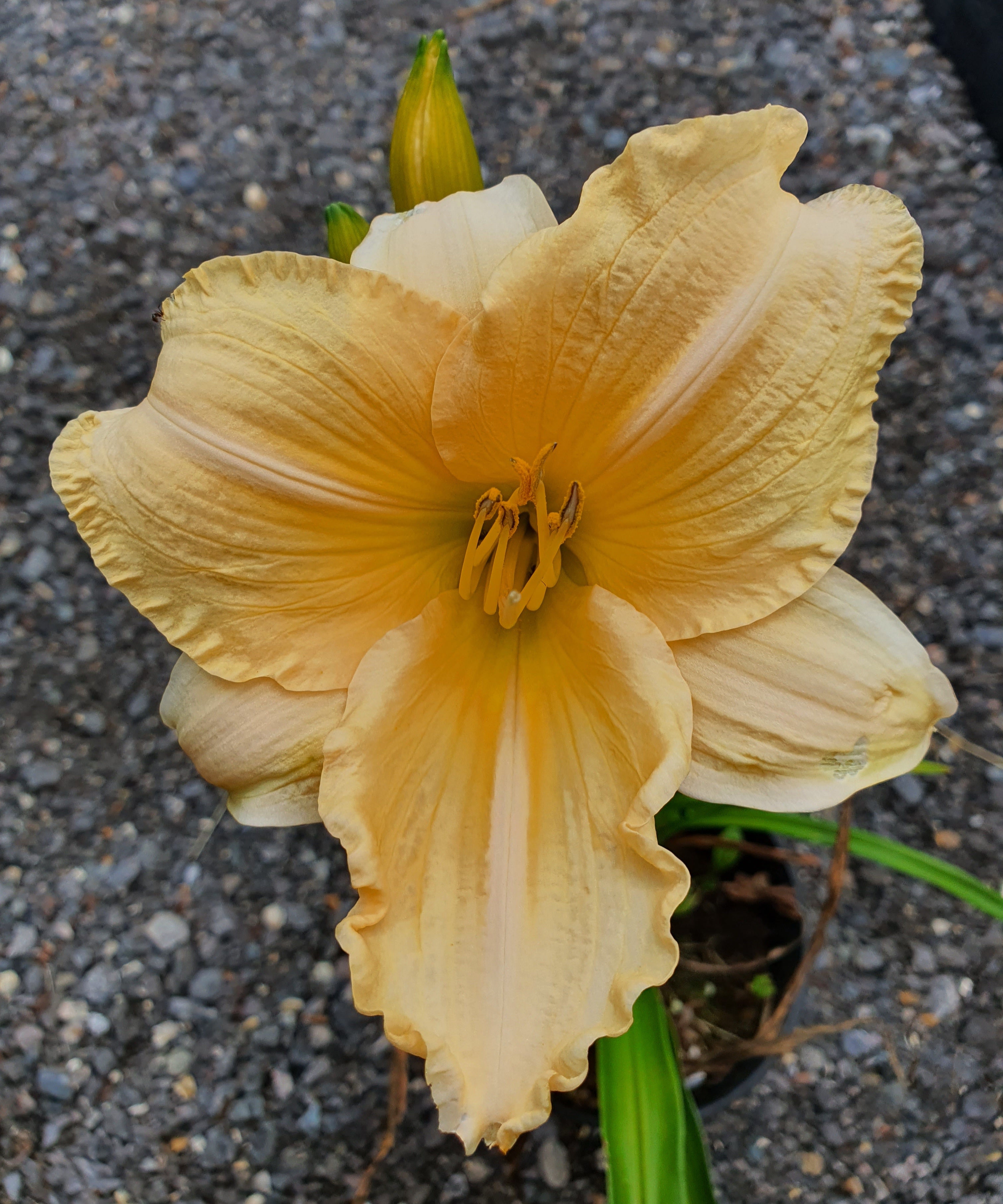 Hemerocallis 'Bunny Puff' - New Forest Hostas & Hemerocallis