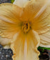 Hemerocallis 'Bunny Puff' - New Forest Hostas & Hemerocallis