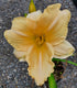 Hemerocallis 'Bunny Puff' - New Forest Hostas & Hemerocallis