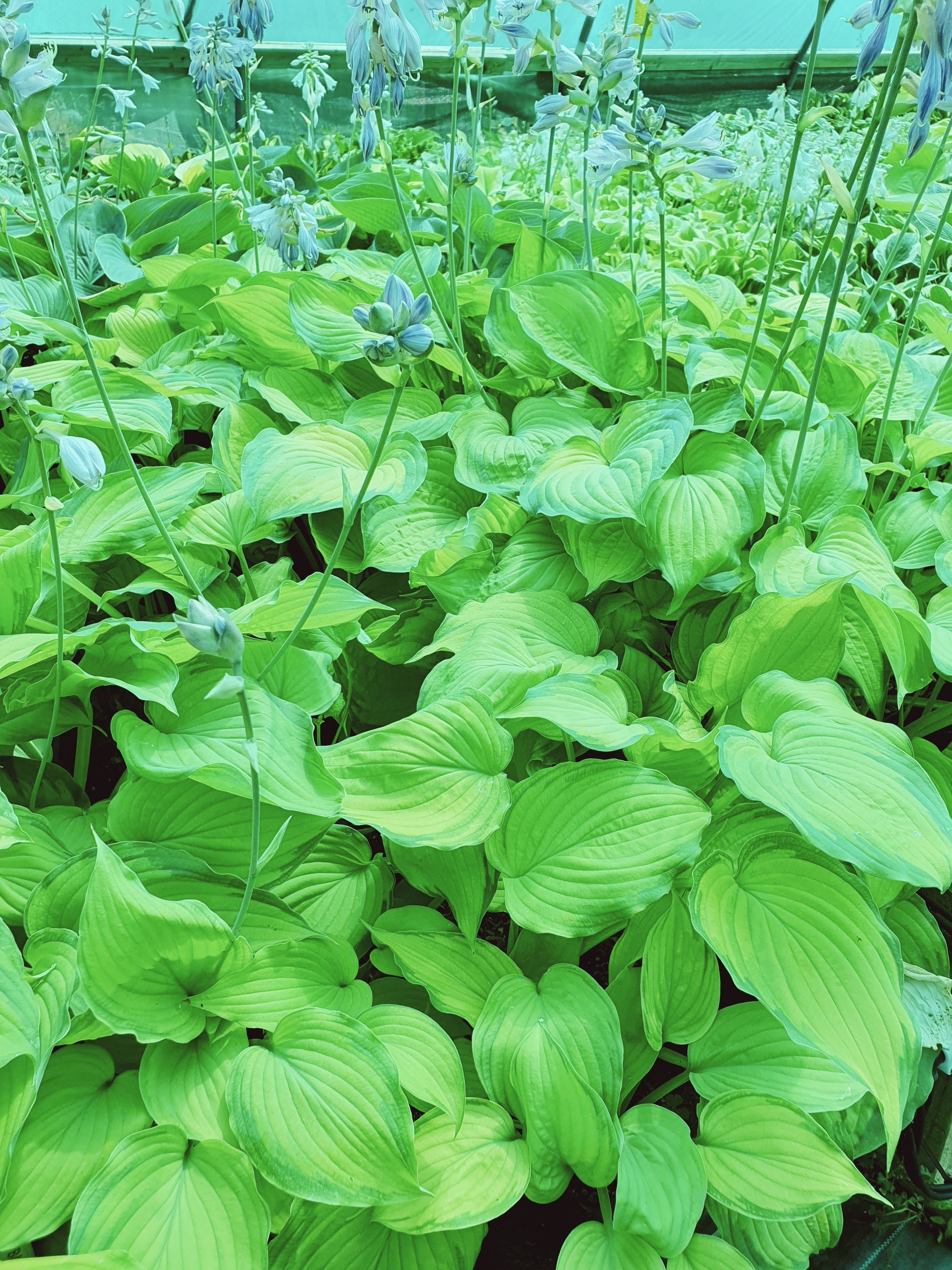 Hosta 'Old Glory' - New Forest Hostas & Hemerocallis