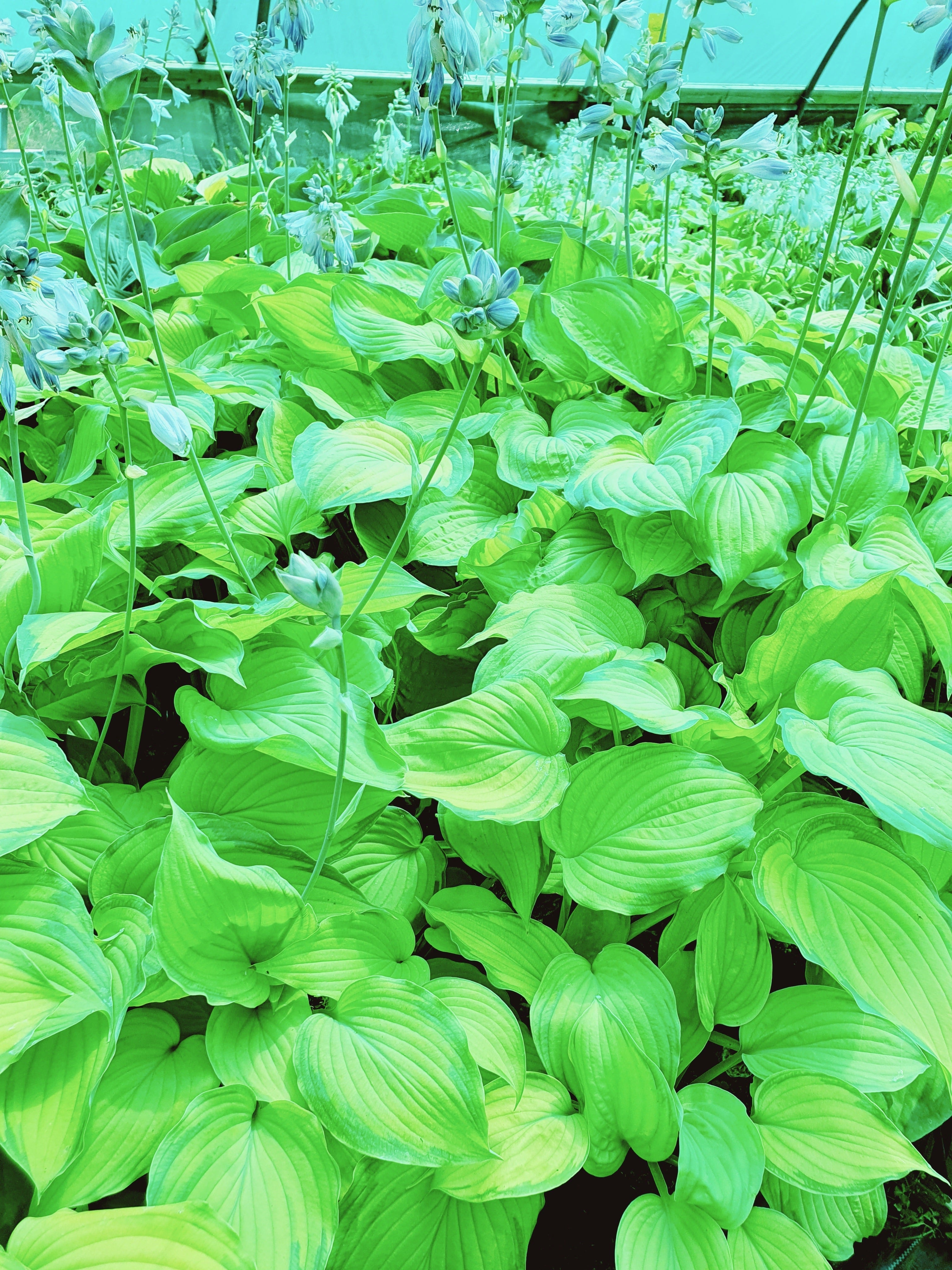 Hosta 'Old Glory' - New Forest Hostas & Hemerocallis
